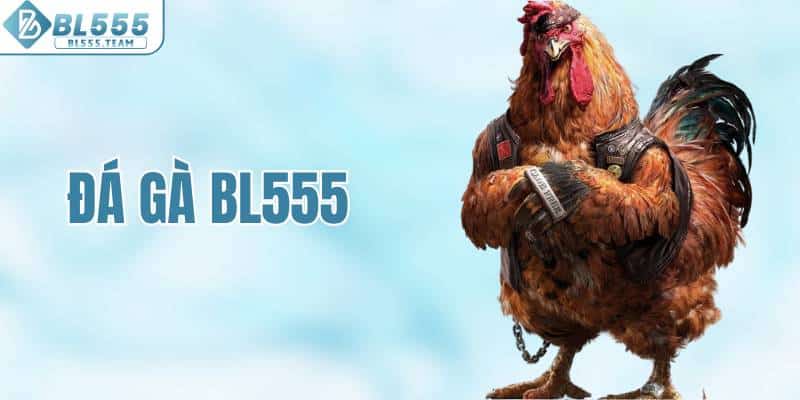 Đá gà BL555